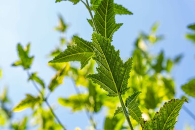 Acer capillipes hoogstam 14/16