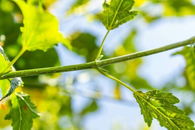 Acer capillipes hoogstam 14/16