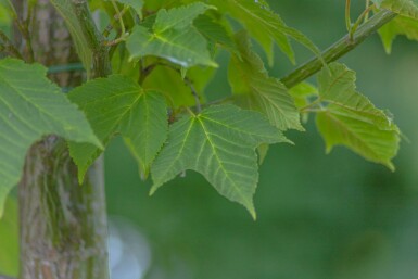 Acer capillipes hoogstam 14/16