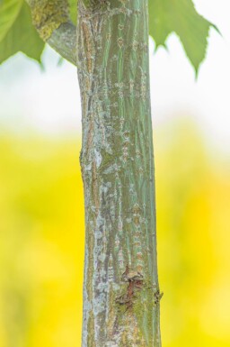 Acer capillipes hoogstam 14/16