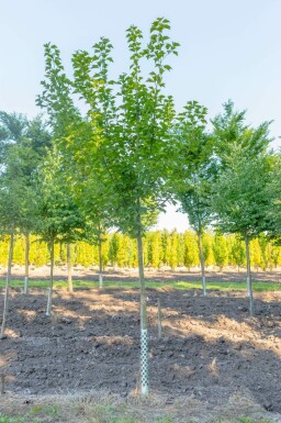 Acer capillipes hoogstam 14/16