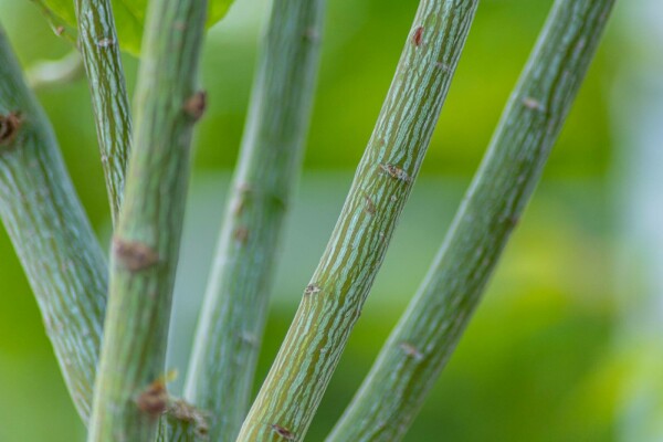 Acer davidii hoogstam 10/12