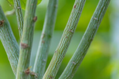 Chinese esdoorn Acer davidii Hoogstam Acer davidii hoogstam