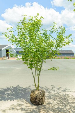 Chinese esdoorn Acer davidii Meerstammig Acer davidii meerstammig