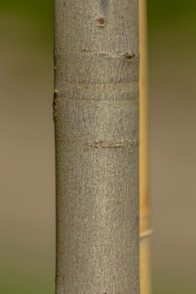 Acer x freemanii 'Autumn Blaze'