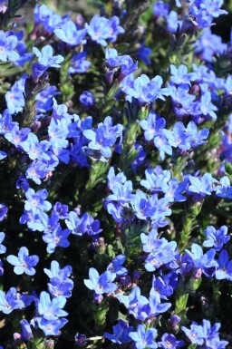 Steenzaad Lithodora diffusa 'Heavenly Blue' 5-10 Pot P9