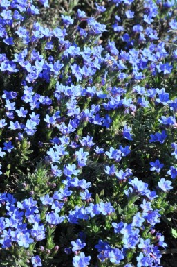 Steenzaad Lithodora diffusa 'Heavenly Blue' 5-10 Pot P9