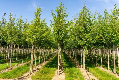 Acer x freemanii 'Autumn Blaze' hoogstam 10/12 cm