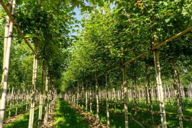 Acer x freemanii 'Autumn Blaze' hoogstam 10/12 cm