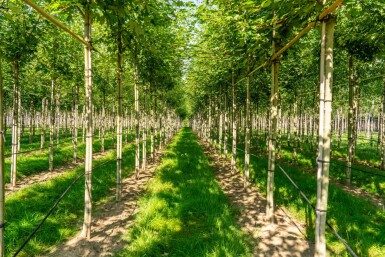 Acer x freemanii 'Autumn Blaze' hoogstam 10/12 cm