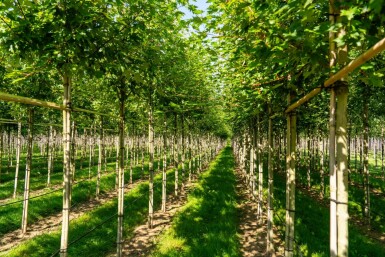 Acer x freemanii 'Autumn Blaze' hoogstam 10/12 cm