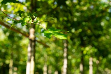 Acer x freemanii 'Autumn Blaze' hoogstam 10/12 cm