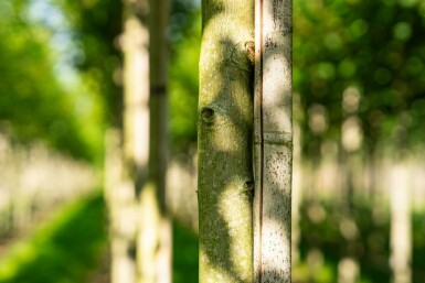 Acer x freemanii 'Autumn Blaze' hoogstam 10/12 cm