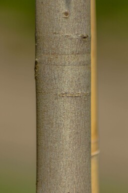 Acer x freemanii 'Autumn Blaze' hoogstam 10/12 cm