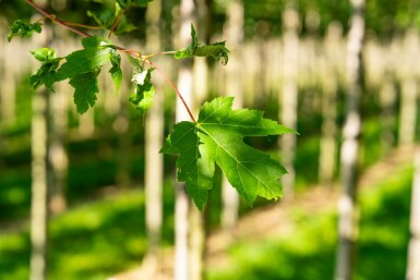 Acer x freemanii 'Autumn Blaze' hoogstam 10/12 cm