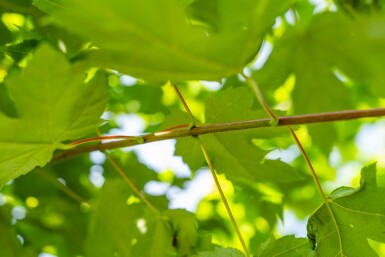 Acer x freemanii 'Autumn Blaze' hoogstam 10/12 cm