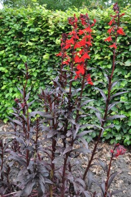 Lobelia Lobelia fulgens 'Queen Victoria' 5-10 Pot P9 Lobelia fulgens 'Queen Victoria'