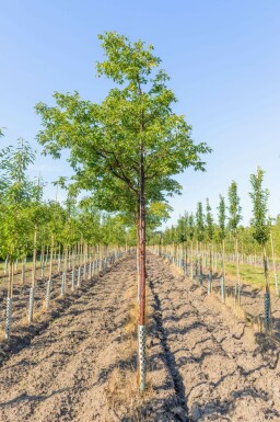 Acer griseum hoogstam