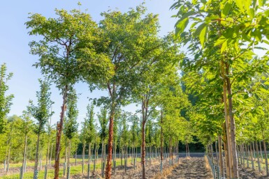 Acer griseum hoogstam 10/12