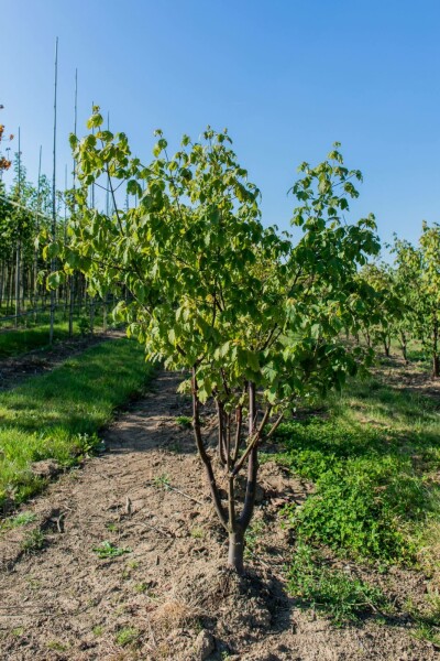 Acer griseum meerstammig 200-250