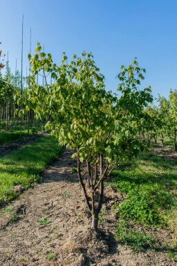 Acer griseum meerstammig