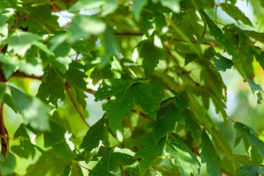 Acer griseum meerstammig 200-250
