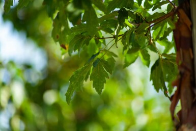 Acer griseum meerstammig 200-250