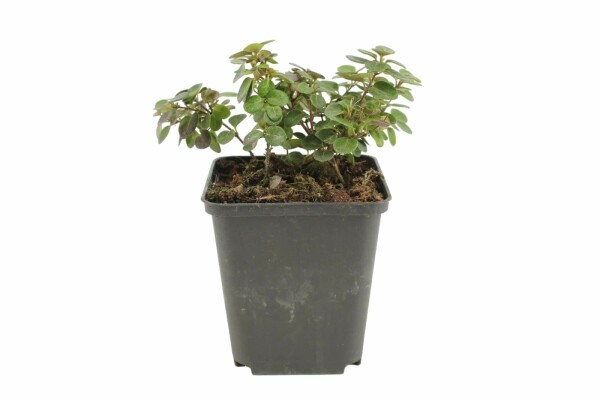Lonicera crassifolia 'Little Honey' P9 5-10