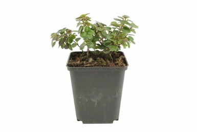 Lonicera crassifolia 'Little Honey' P9 5-10