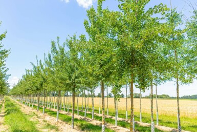 Acer monspessulanum hoogstam 10/12