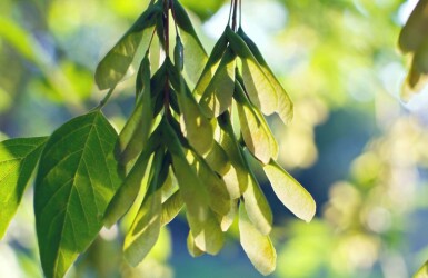 Acer negundo hoogstam 10/12