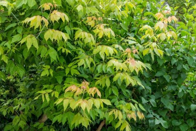 Acer negundo meerstammig 250-300