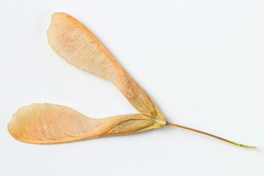 Acer negundo meerstammig 250-300