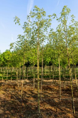 Vederesdoorn Acer negundo 'Flamingo' Hoogstam Acer negundo 'Flamingo' hoogstam