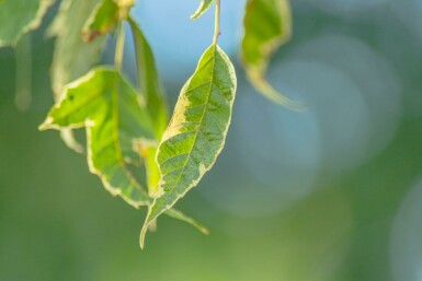 Acer negundo 'Flamingo' hoogstam 10/12 cm