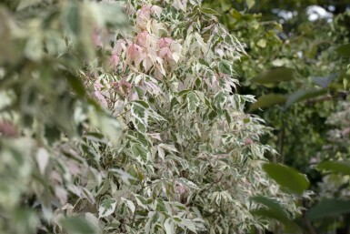 Acer negundo 'Flamingo' hoogstam 10/12 cm