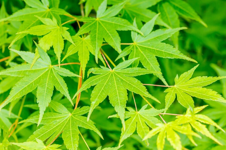 Japanse esdoorn Acer palmatum Hoogstam stamomtrek 14-16 P Acer palmatum hoogstam 14/16