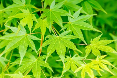 Acer palmatum hoogstam 20/25