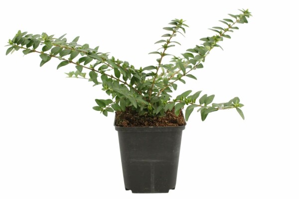 Chinese Kamperfoelie Lonicera nitida 'Maigrün' 5-10 Pot P9