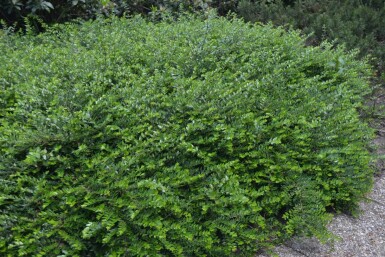 Lonicera nitida 'Maigrün' P9 5-10