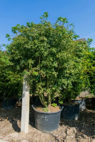 Acer palmatum meerstammig 200-250