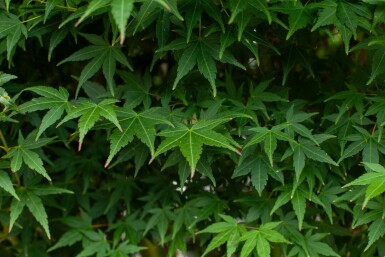 Acer palmatum meerstammig 200-250
