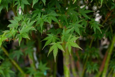 Acer palmatum meerstammig 200-250