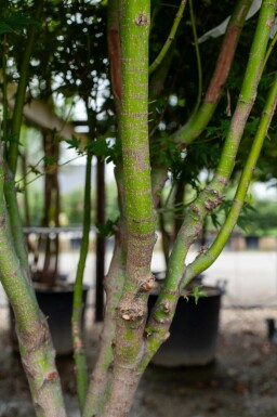 Acer palmatum meerstammig 200-250