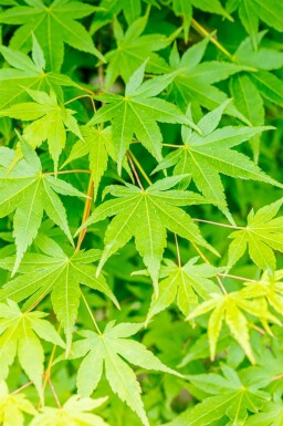 Acer palmatum meerstammig 200-250