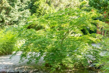 Acer palmatum meerstammig 200-250