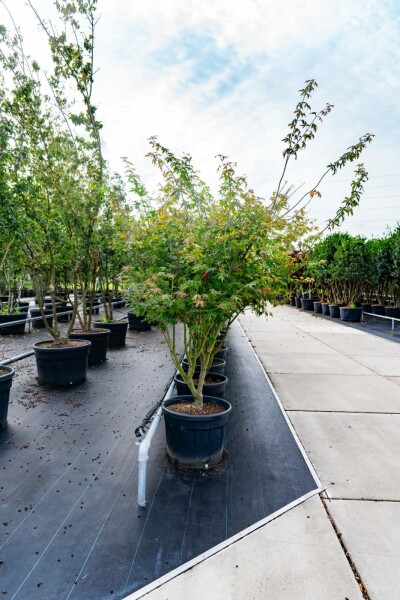 Acer palmatum 'Atropurpureum' meerstammig 200-250