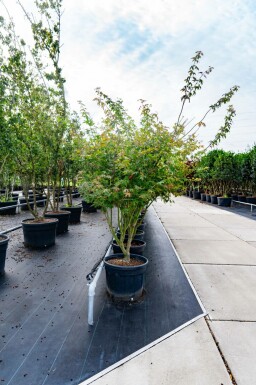 Japanse esdoorn Acer palmatum 'Atropurpureum' Meerstammig Acer palmatum 'Atropurpureum' meerstammig