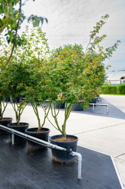 Acer palmatum 'Atropurpureum' meerstammig 200-250