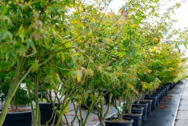 Acer palmatum 'Atropurpureum' meerstammig 200-250